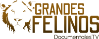 Grandes felinos