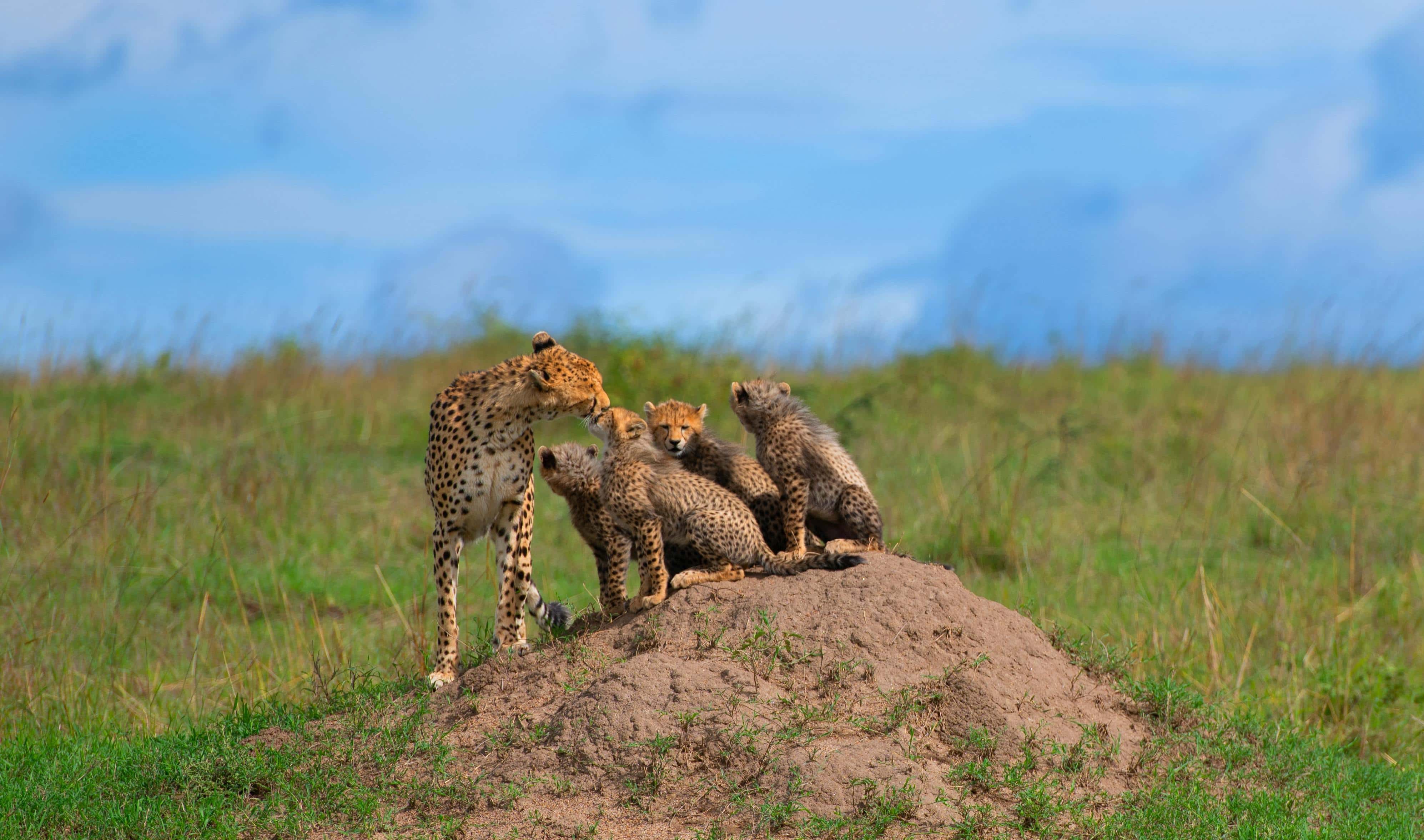 Familia de guepardos