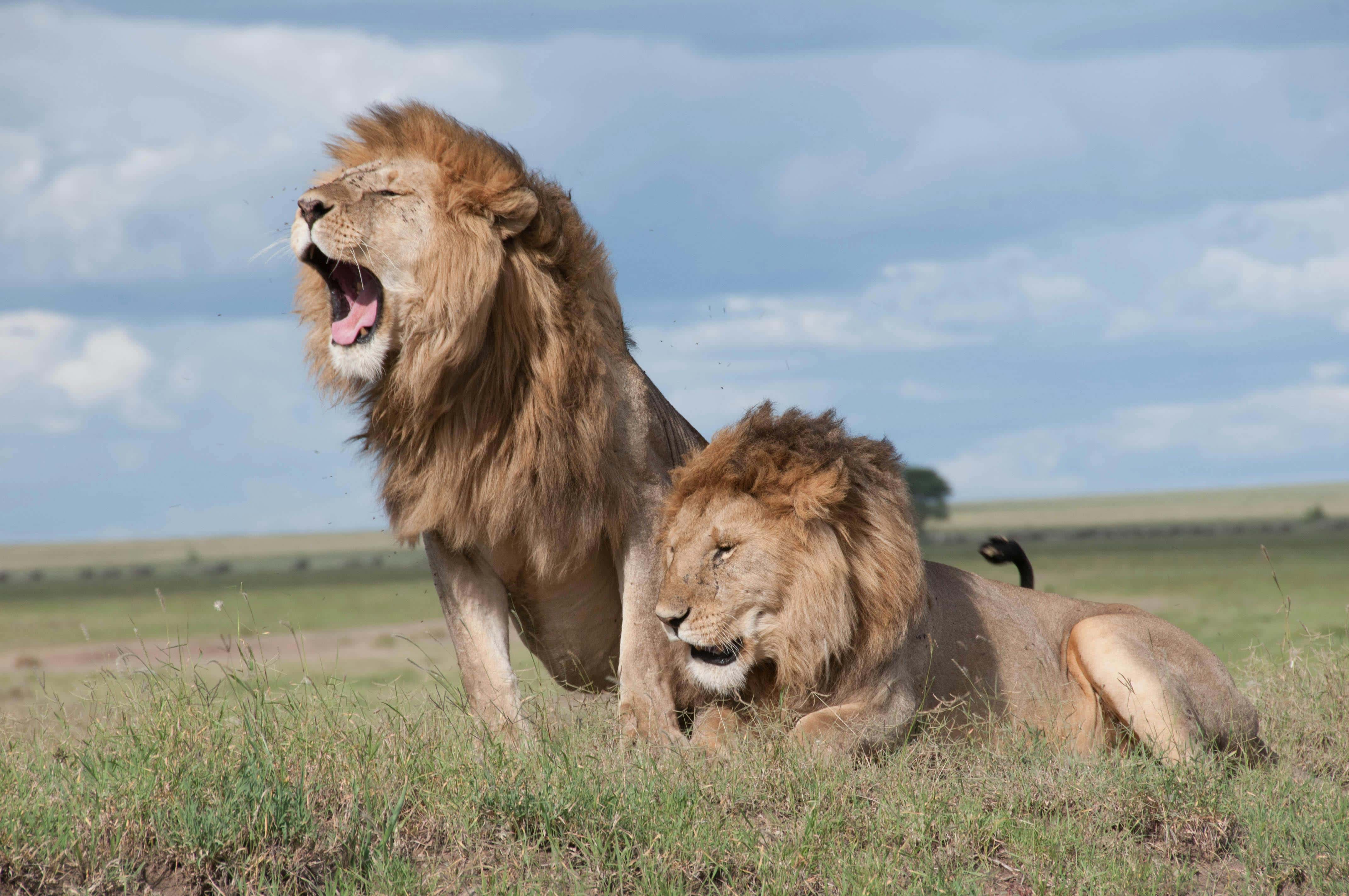 Dos leones machos