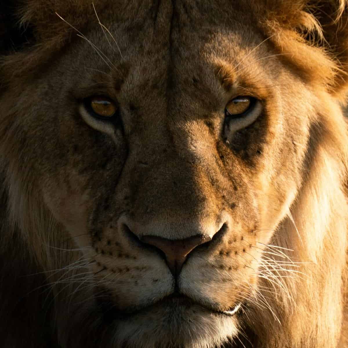 Leon