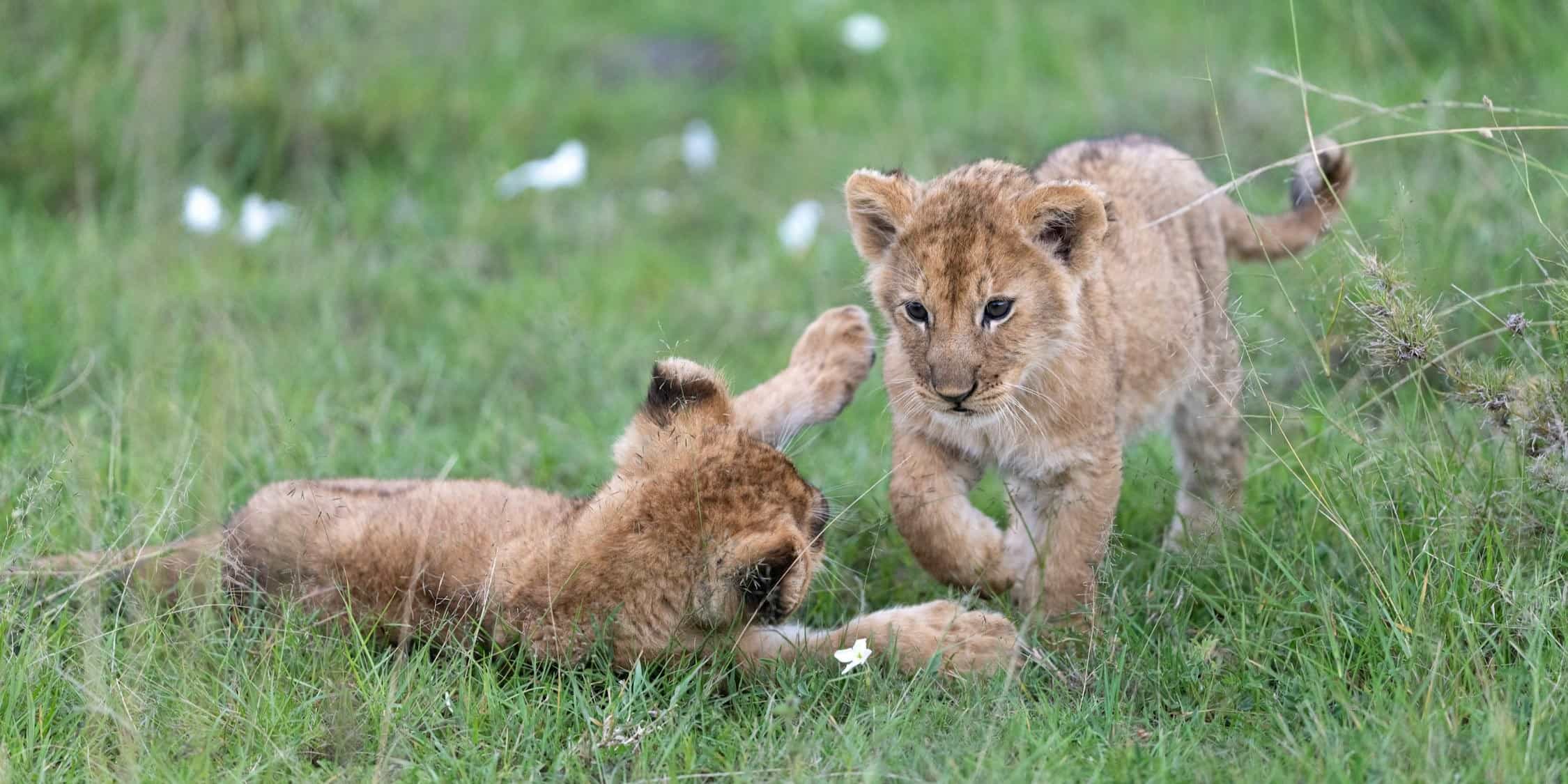 Dos crías de leones
