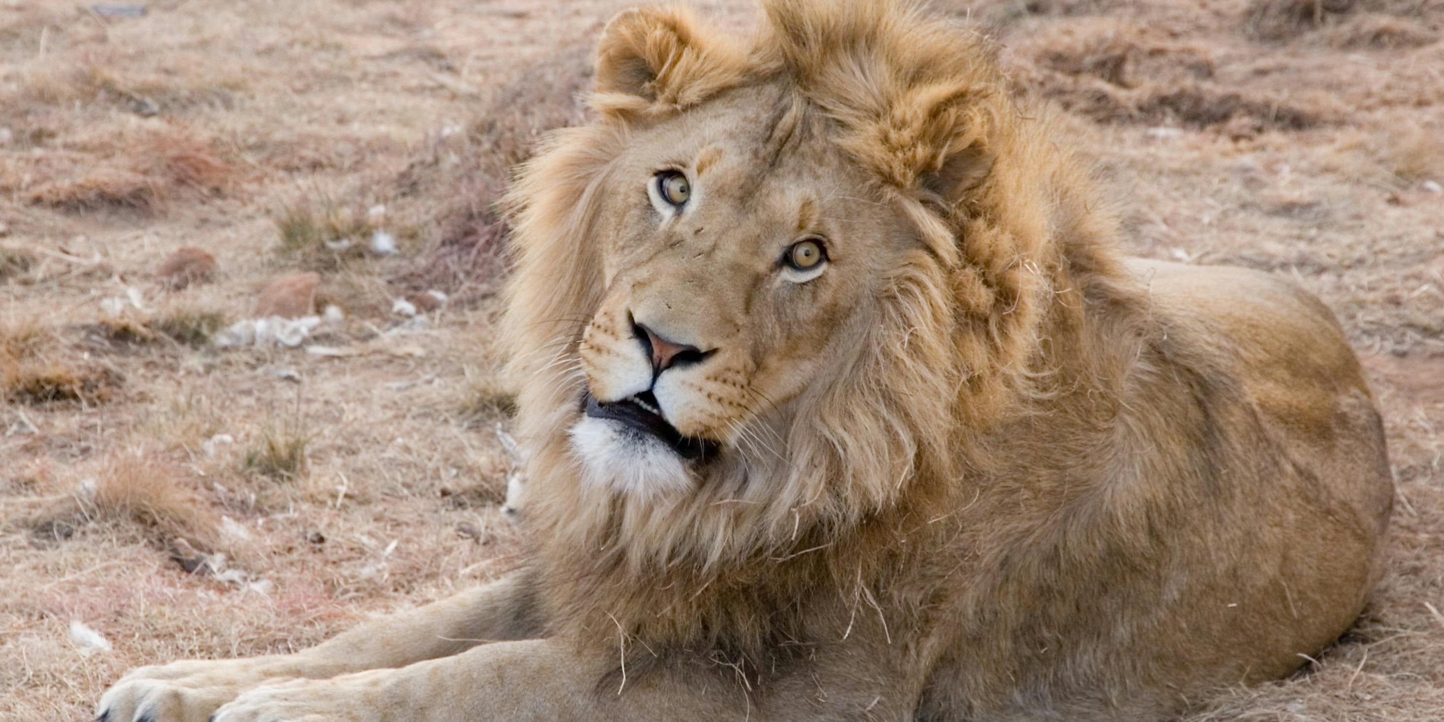 León macho