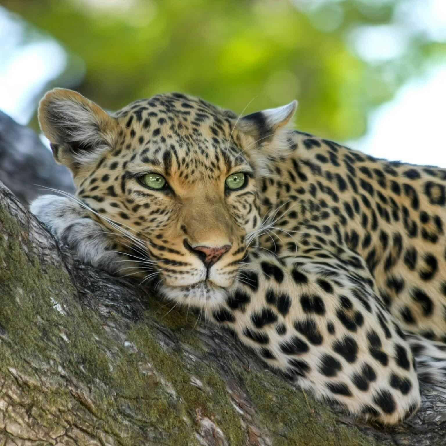 Leopardo