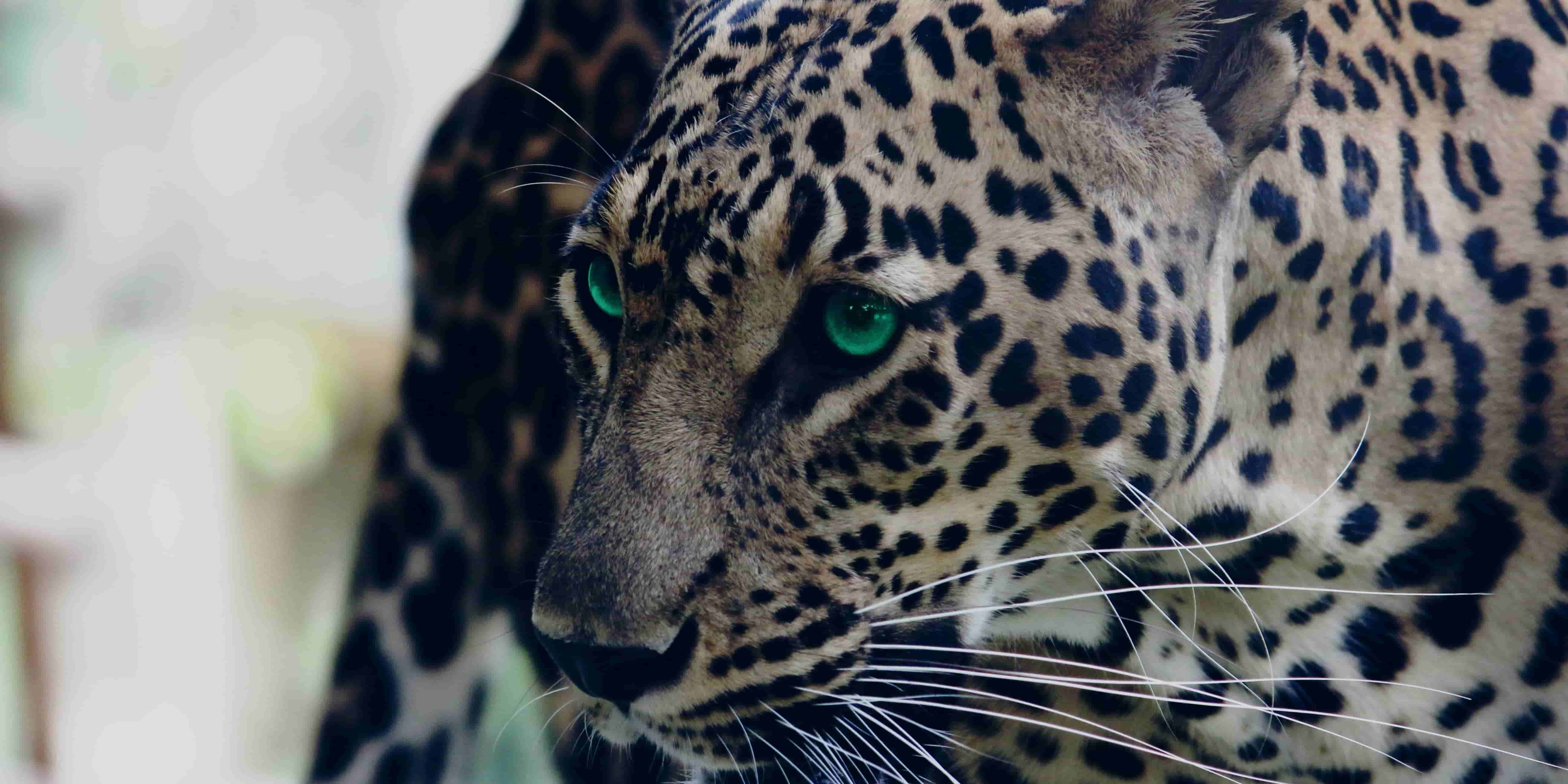 Leopardo