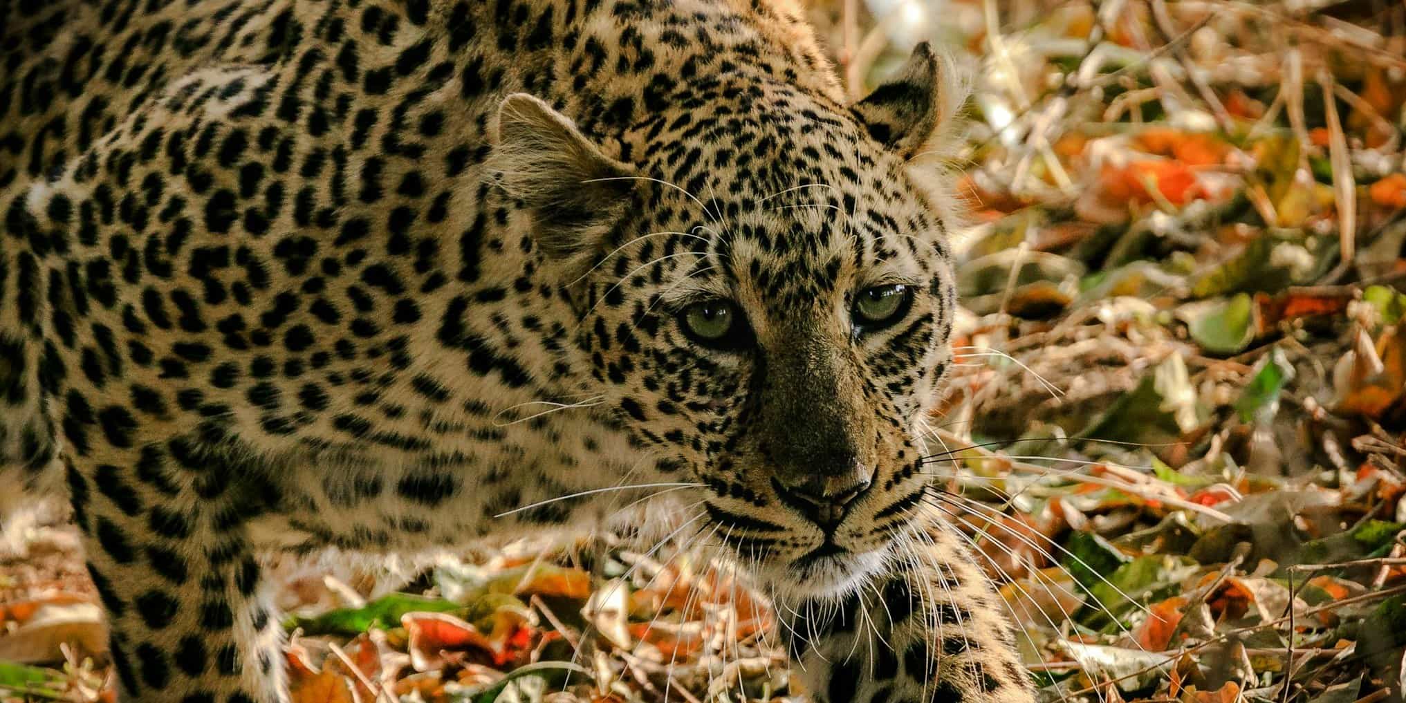 Leopardo