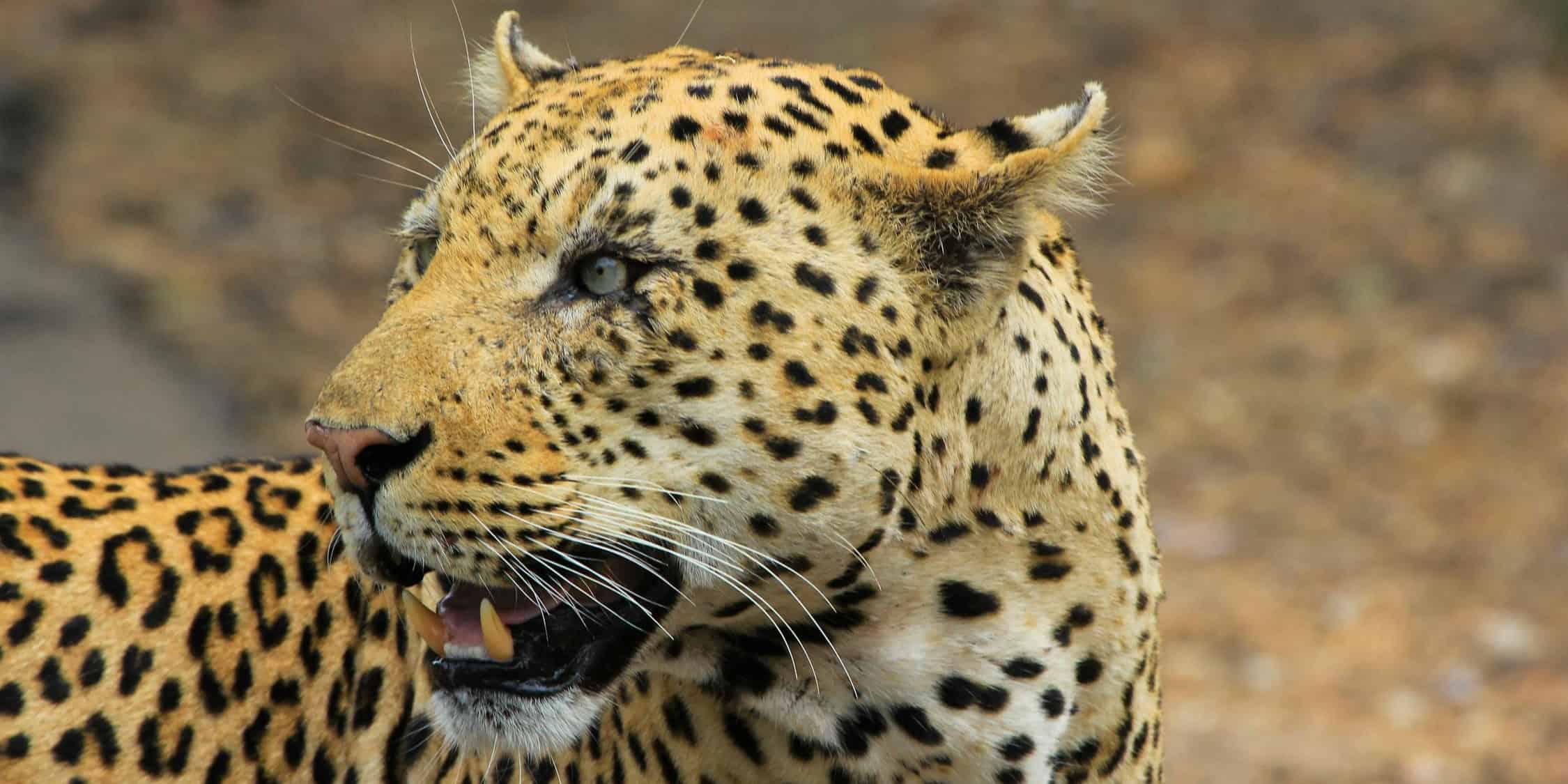 Leopardo rugiendo