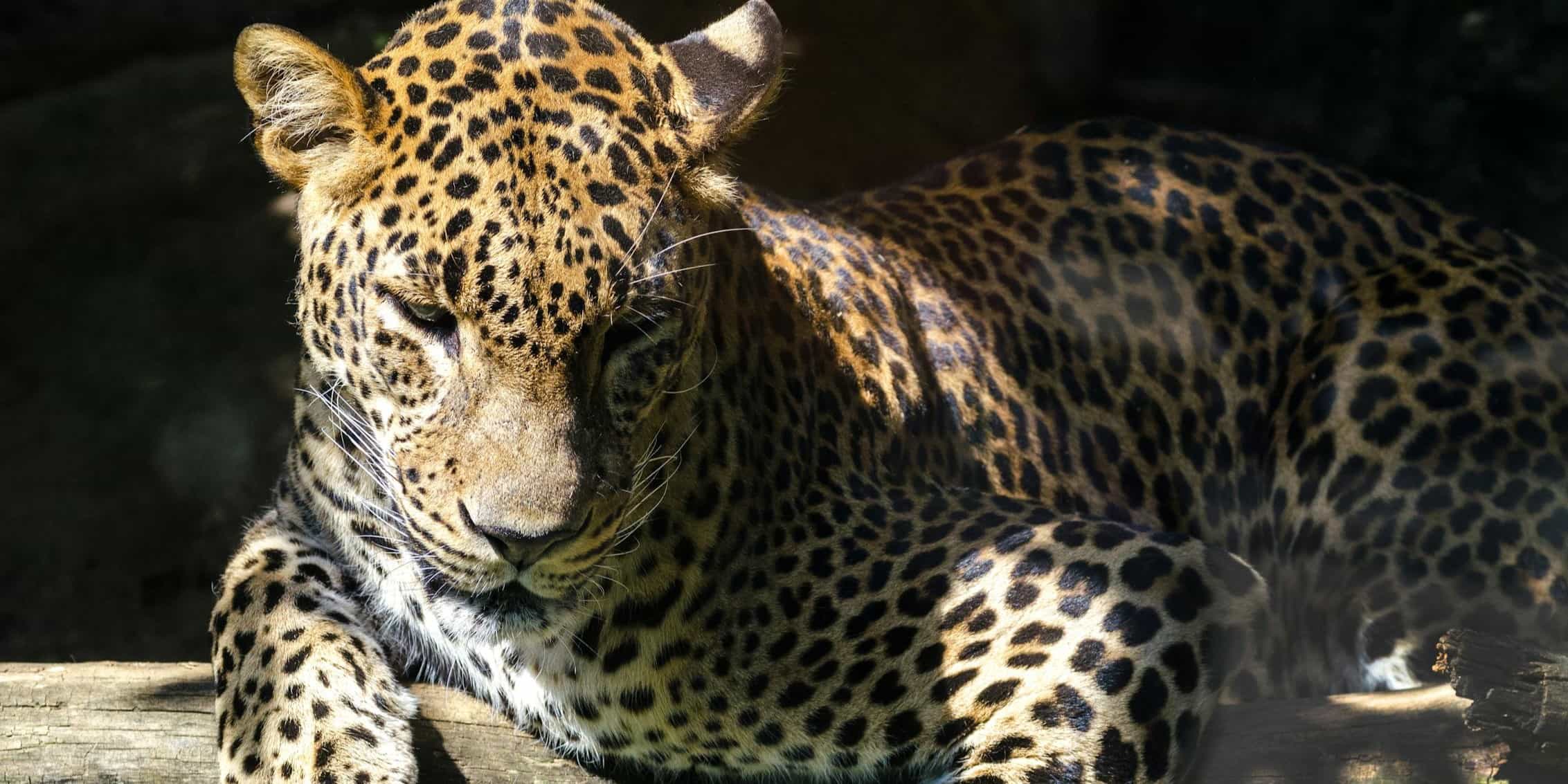 Leopardo sobre tronco