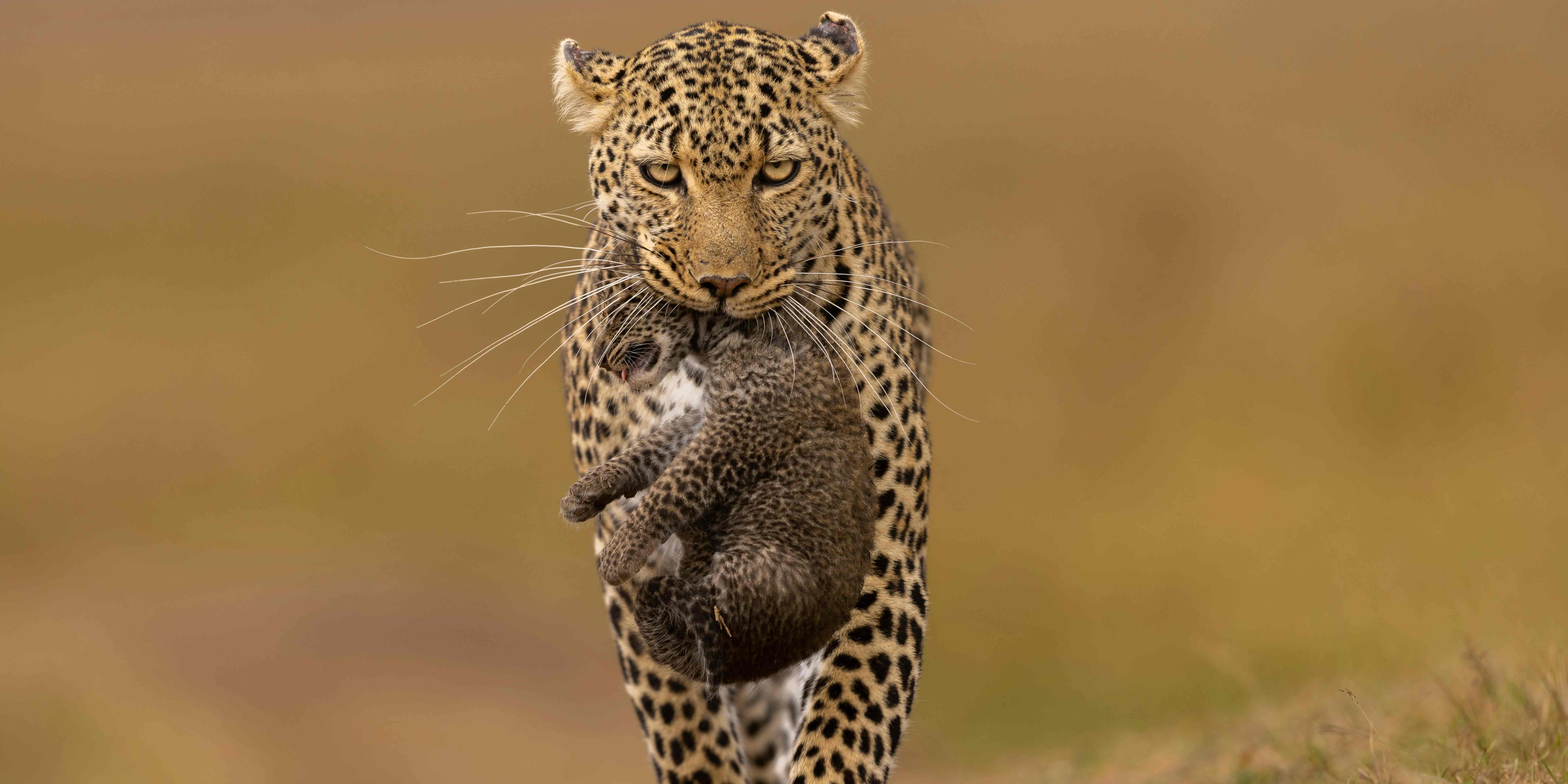Leopardo con su cría