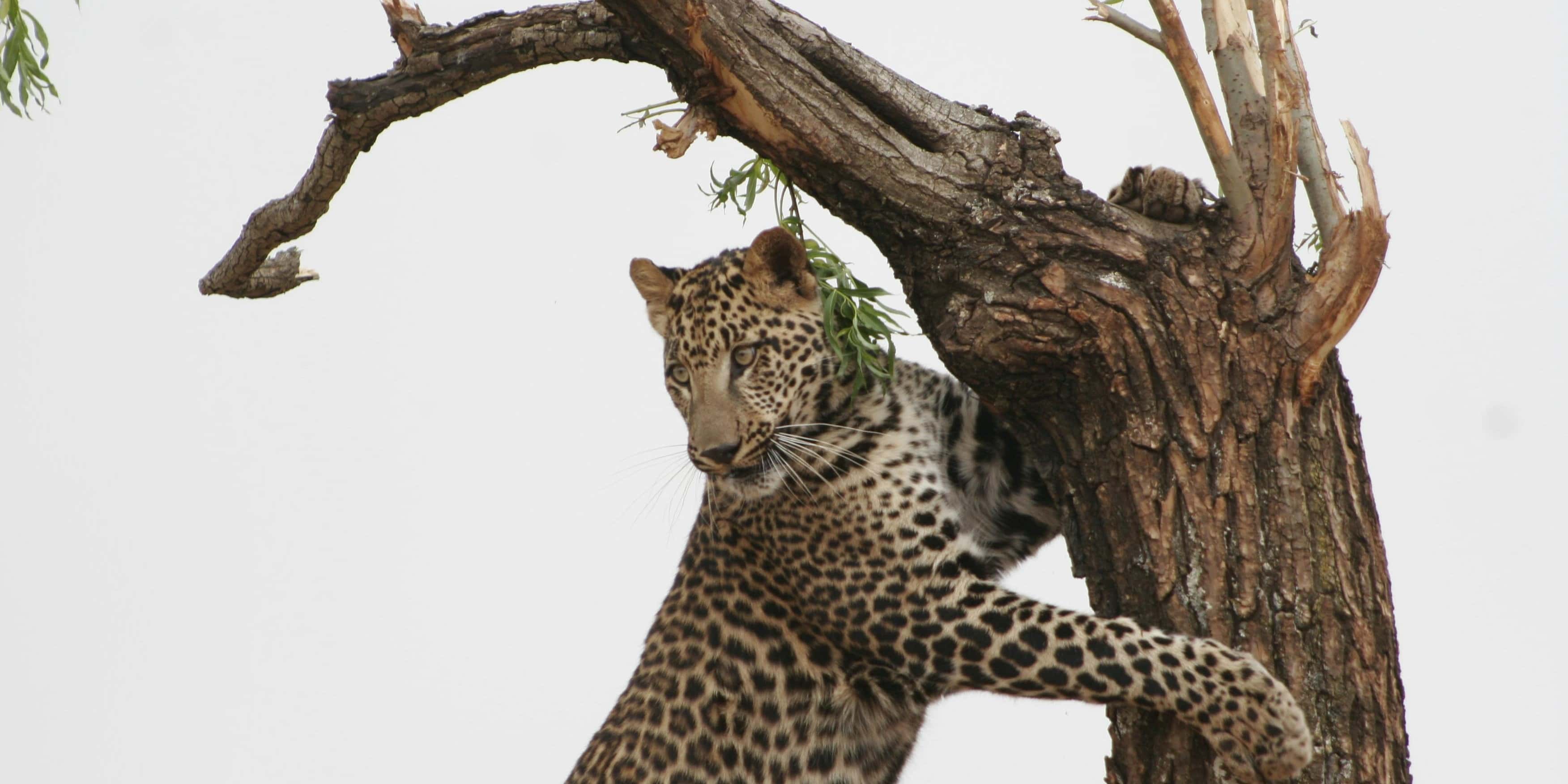 Leopardo en árbol