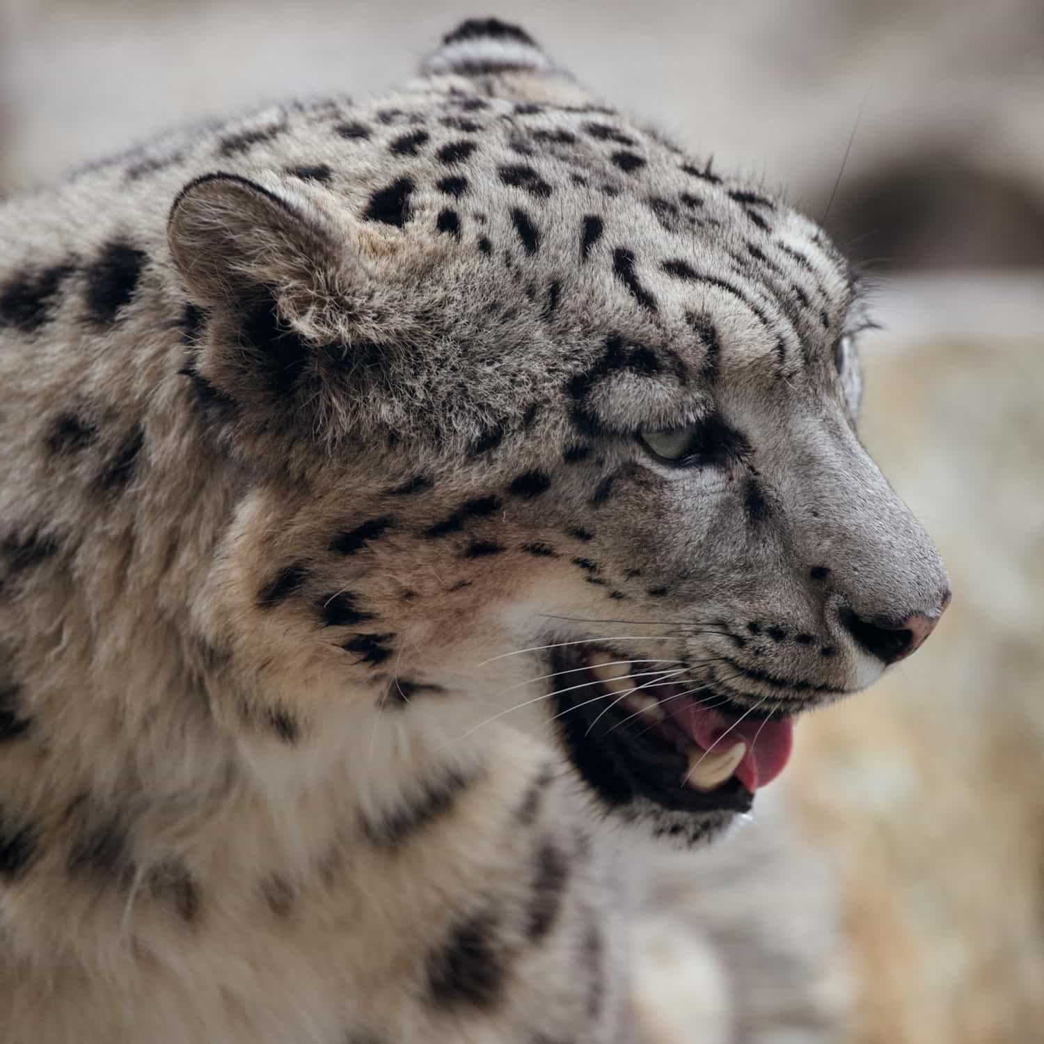 Leopardo blanco