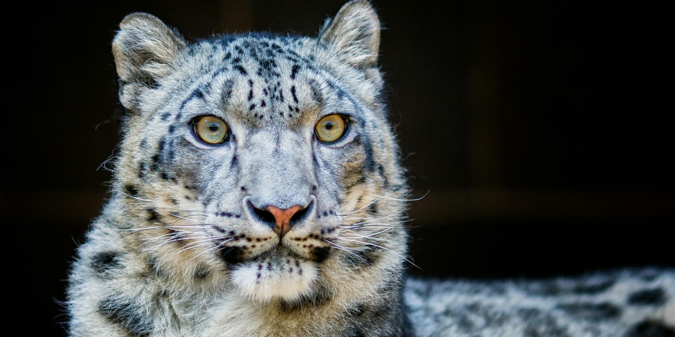 Leopardo blanco