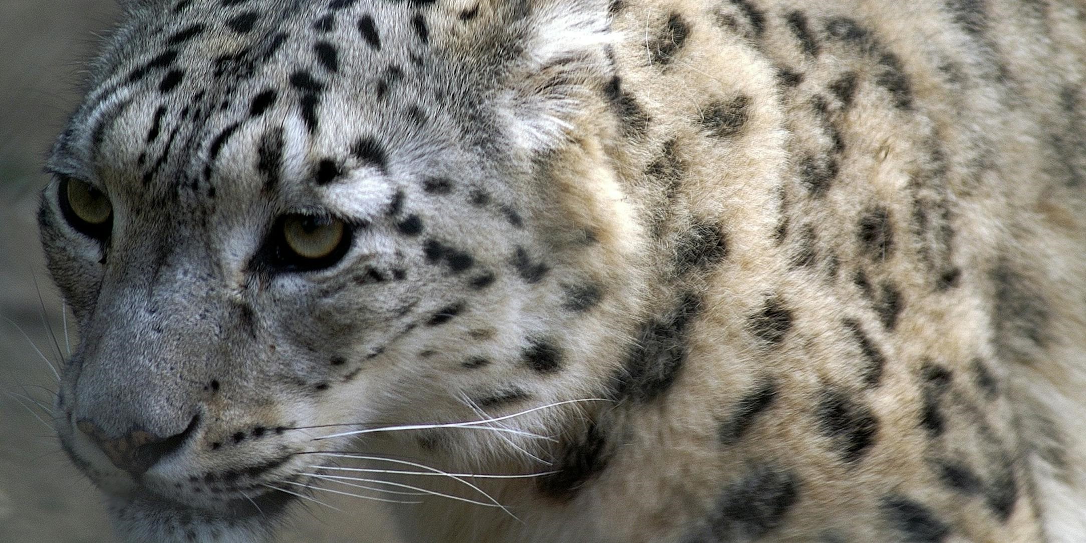Leopardo blanco