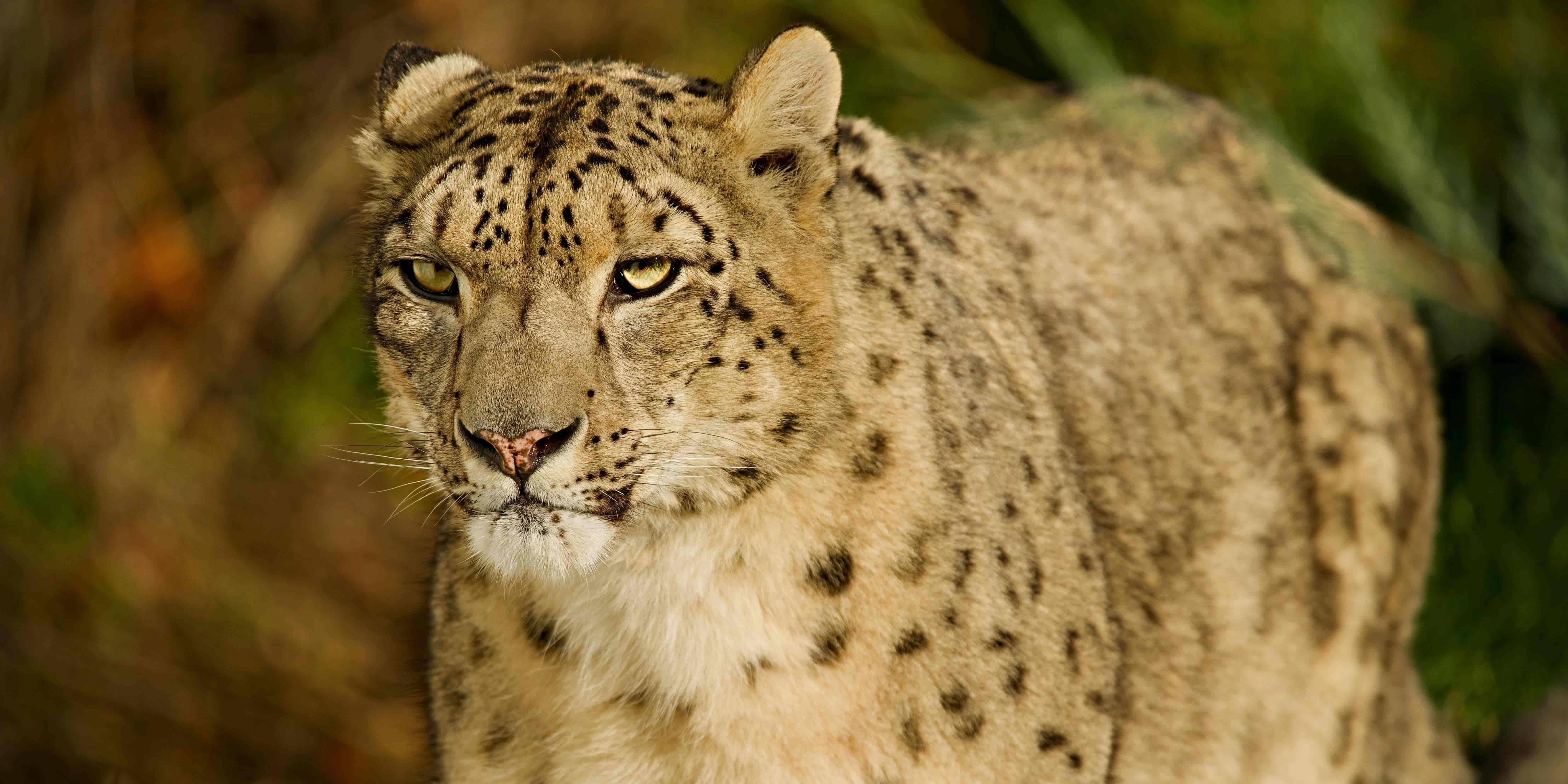 Leopardo blanco