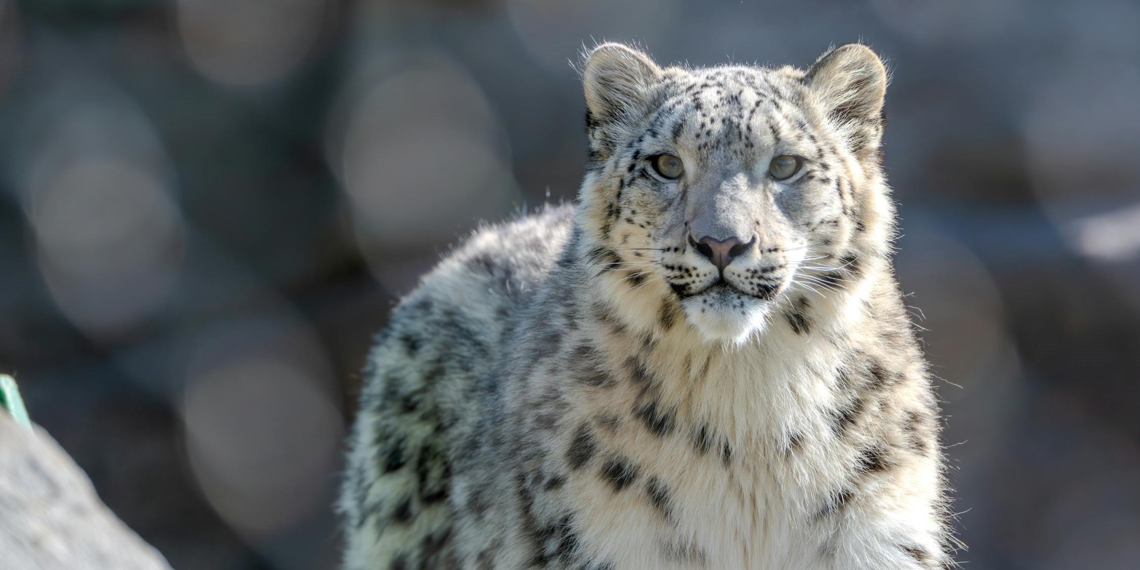 Leopardo blanco