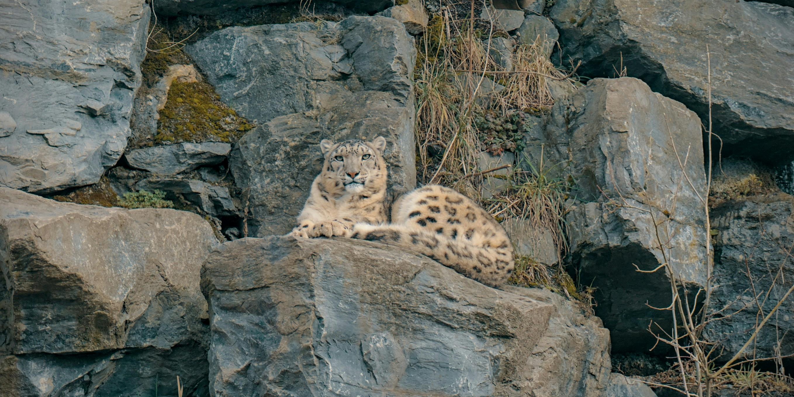 Leopardo blanco