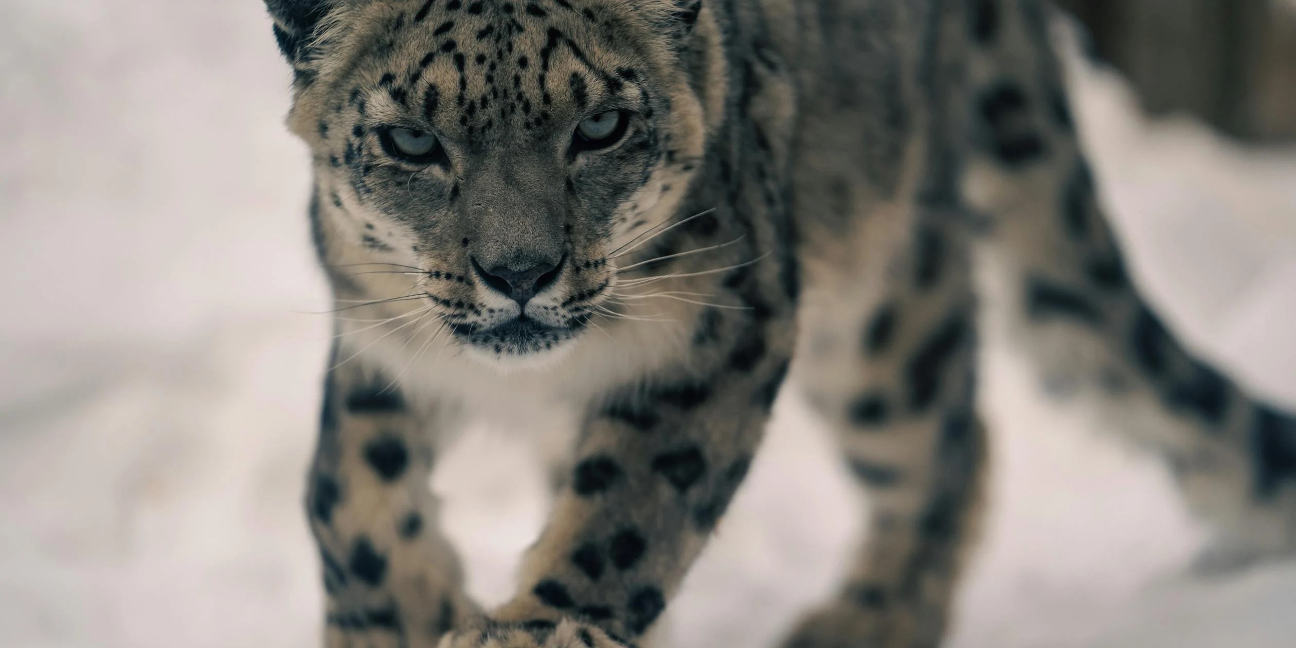 Leopardo blanco