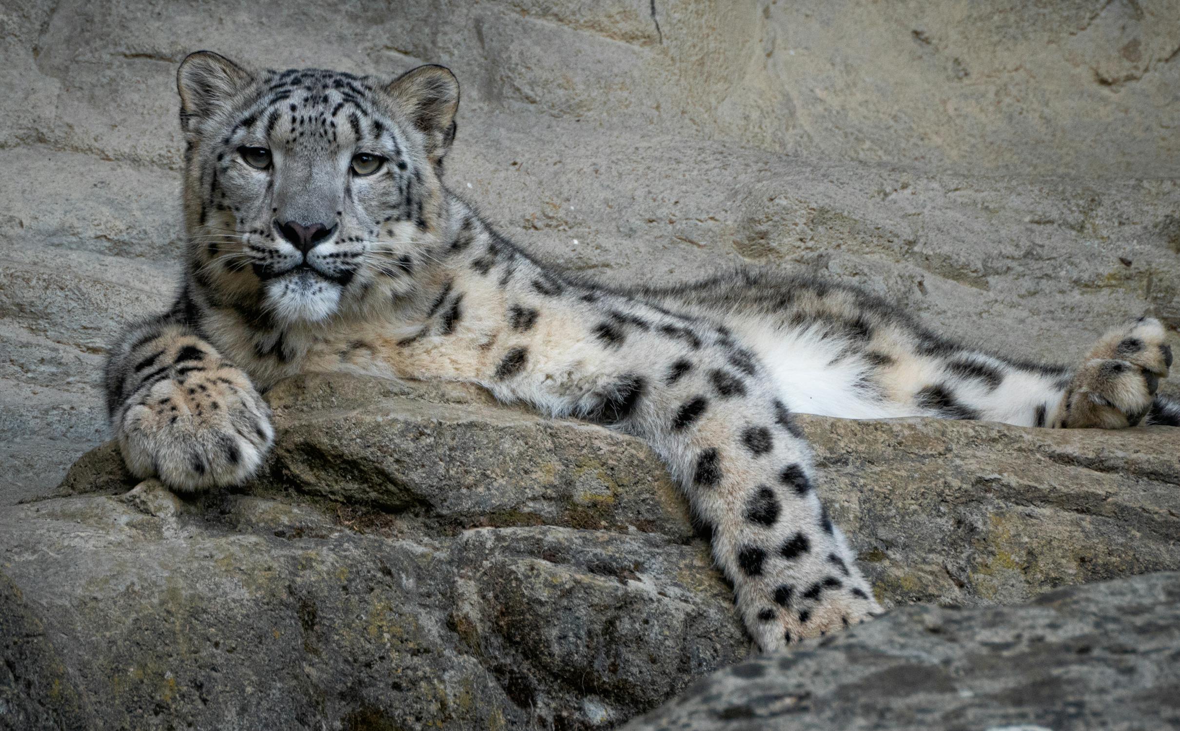 Leopardo blanco