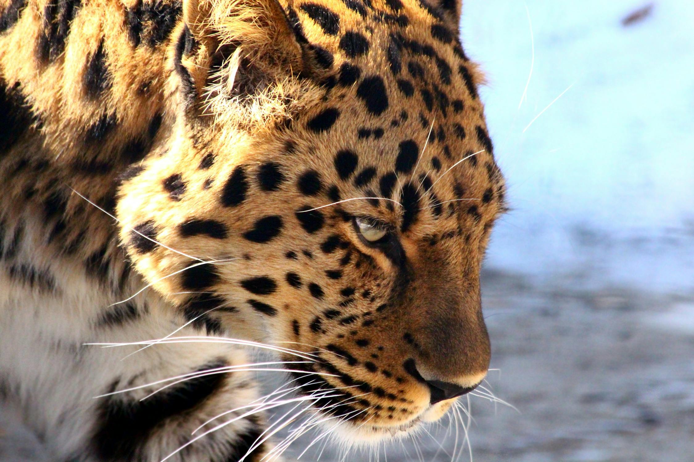 Leopardo