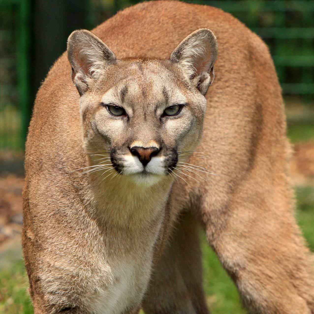 Puma