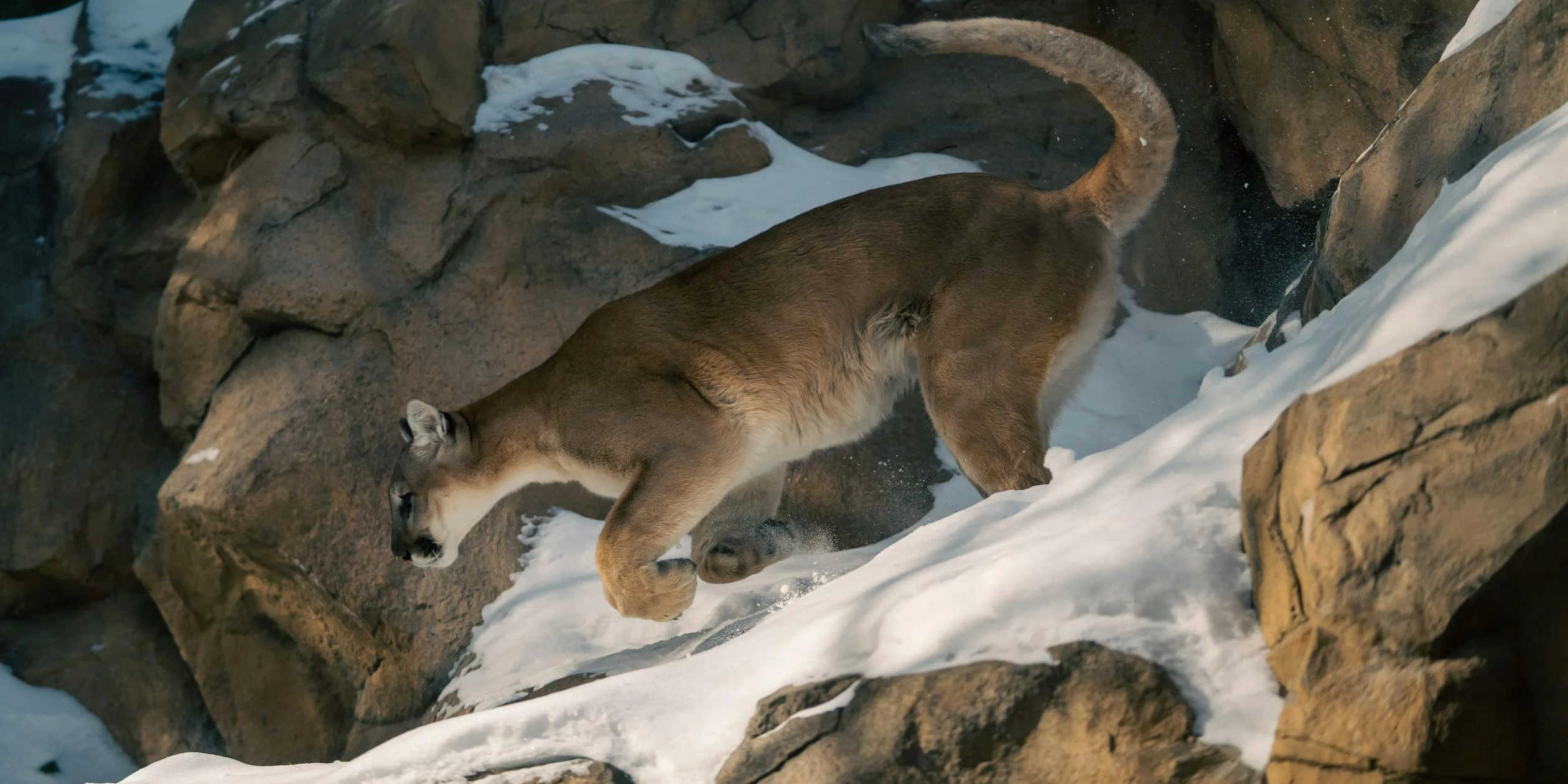 Puma
