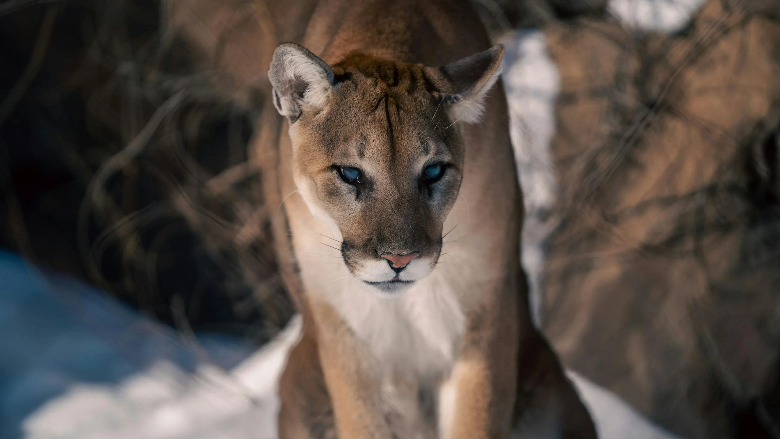 Puma