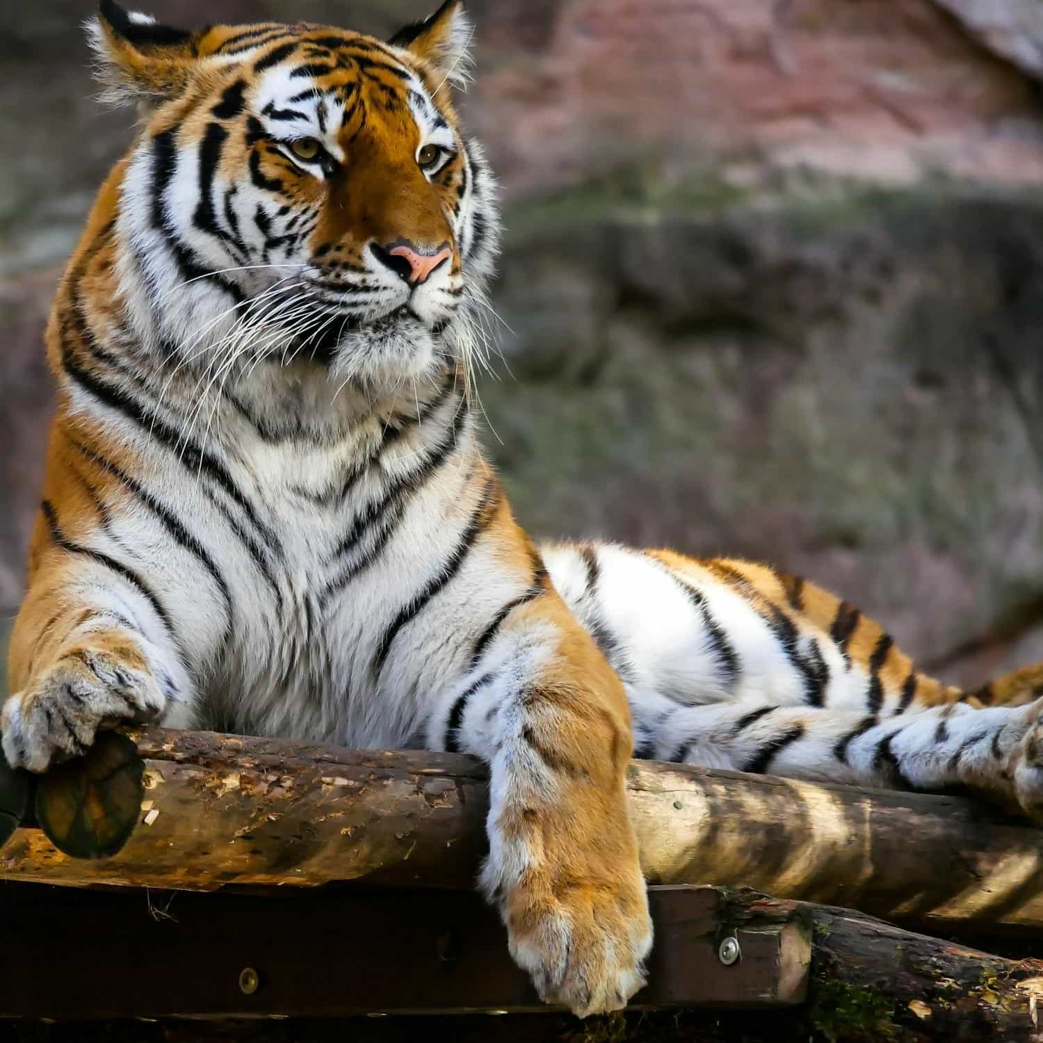Tigre