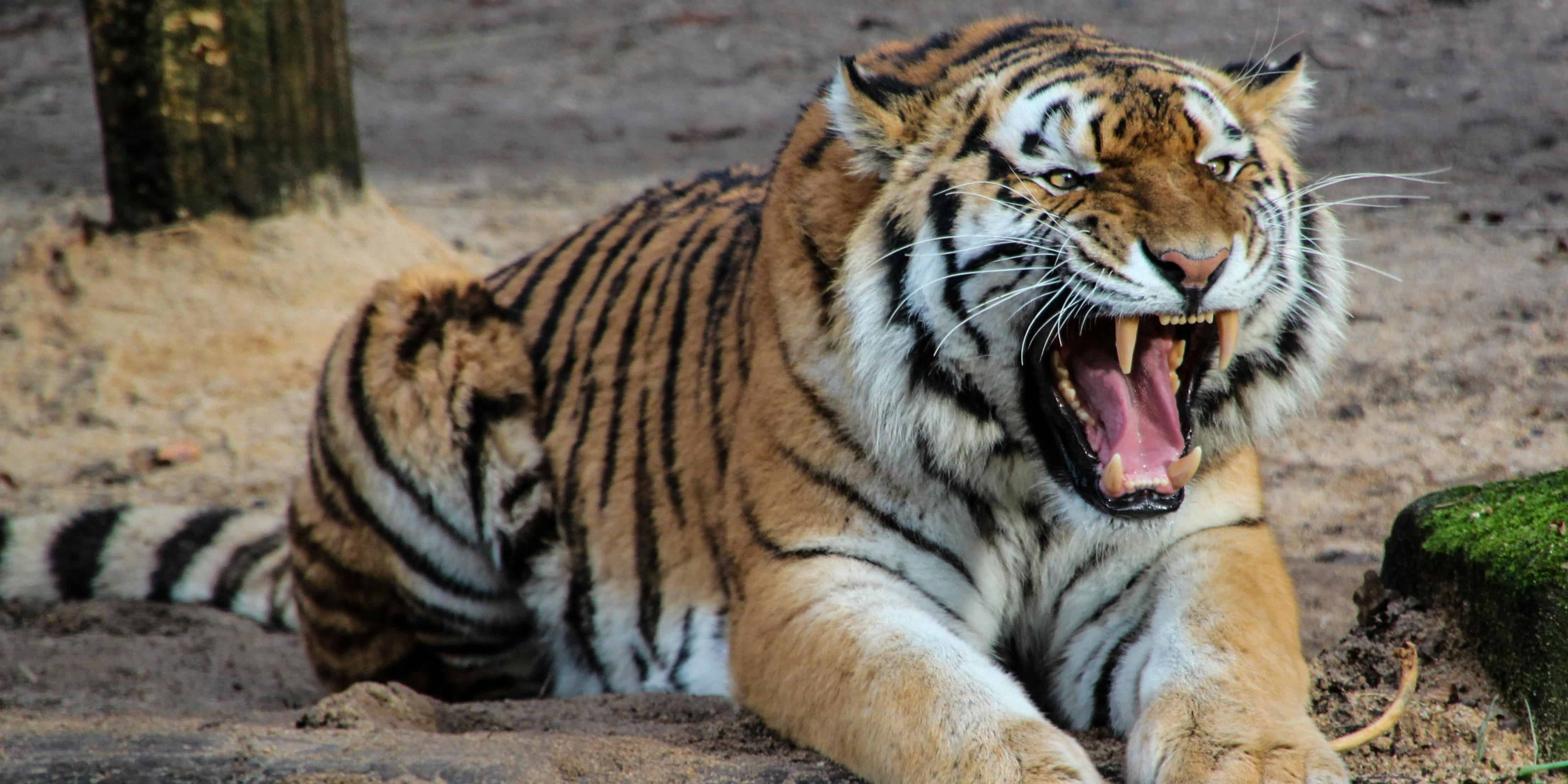 Tigre rugiendo