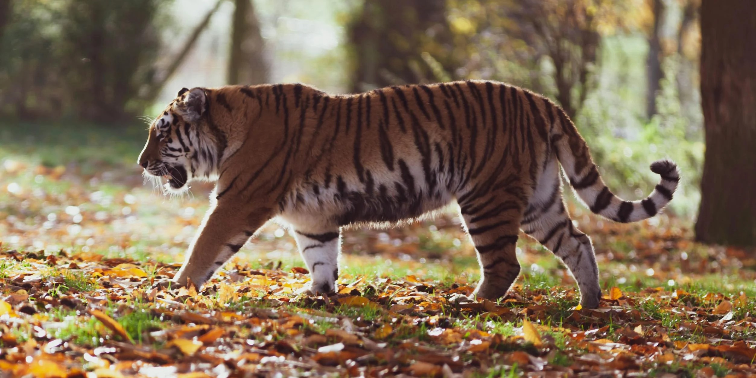 Tigre