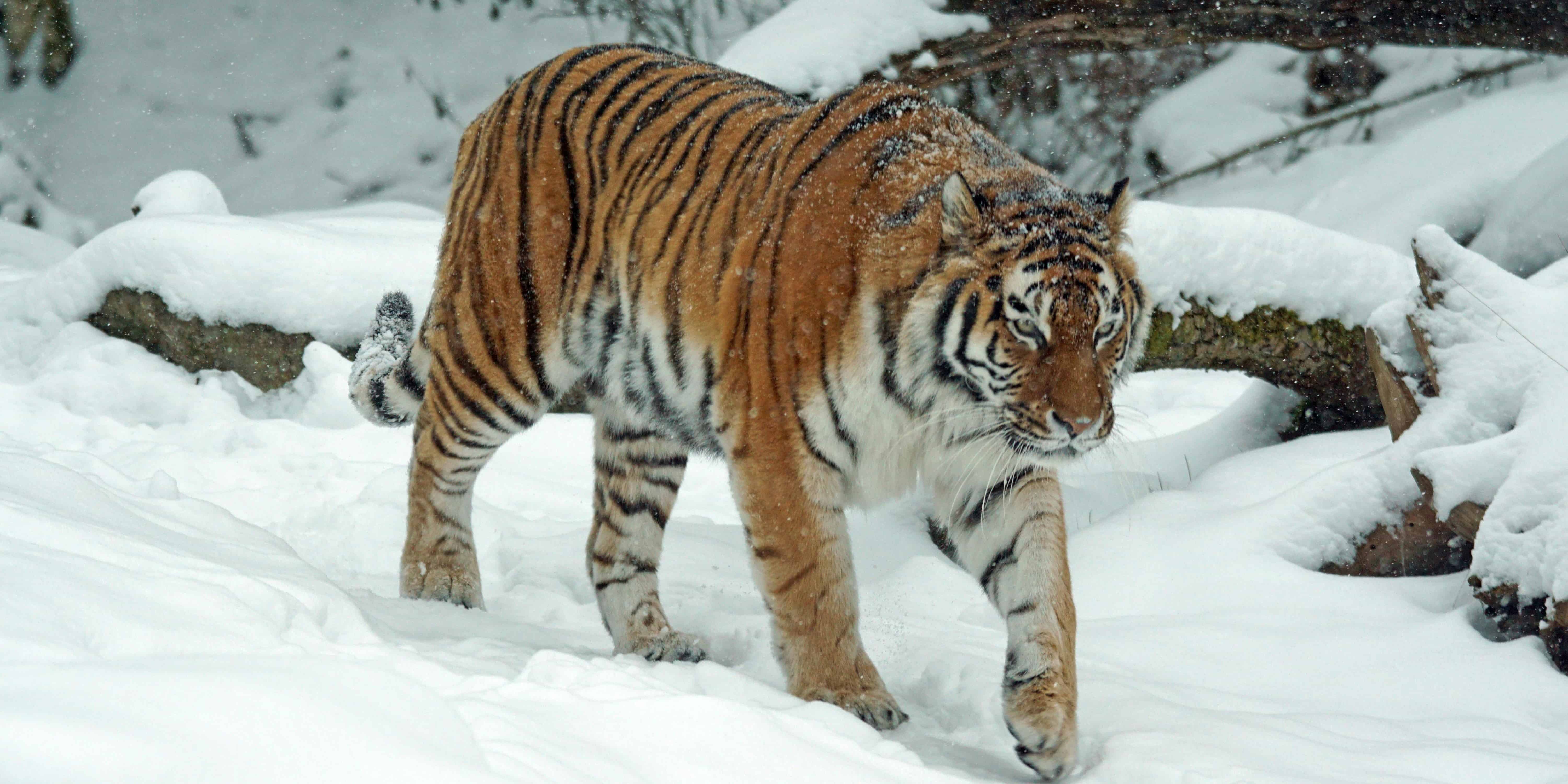 Tigre siberiano