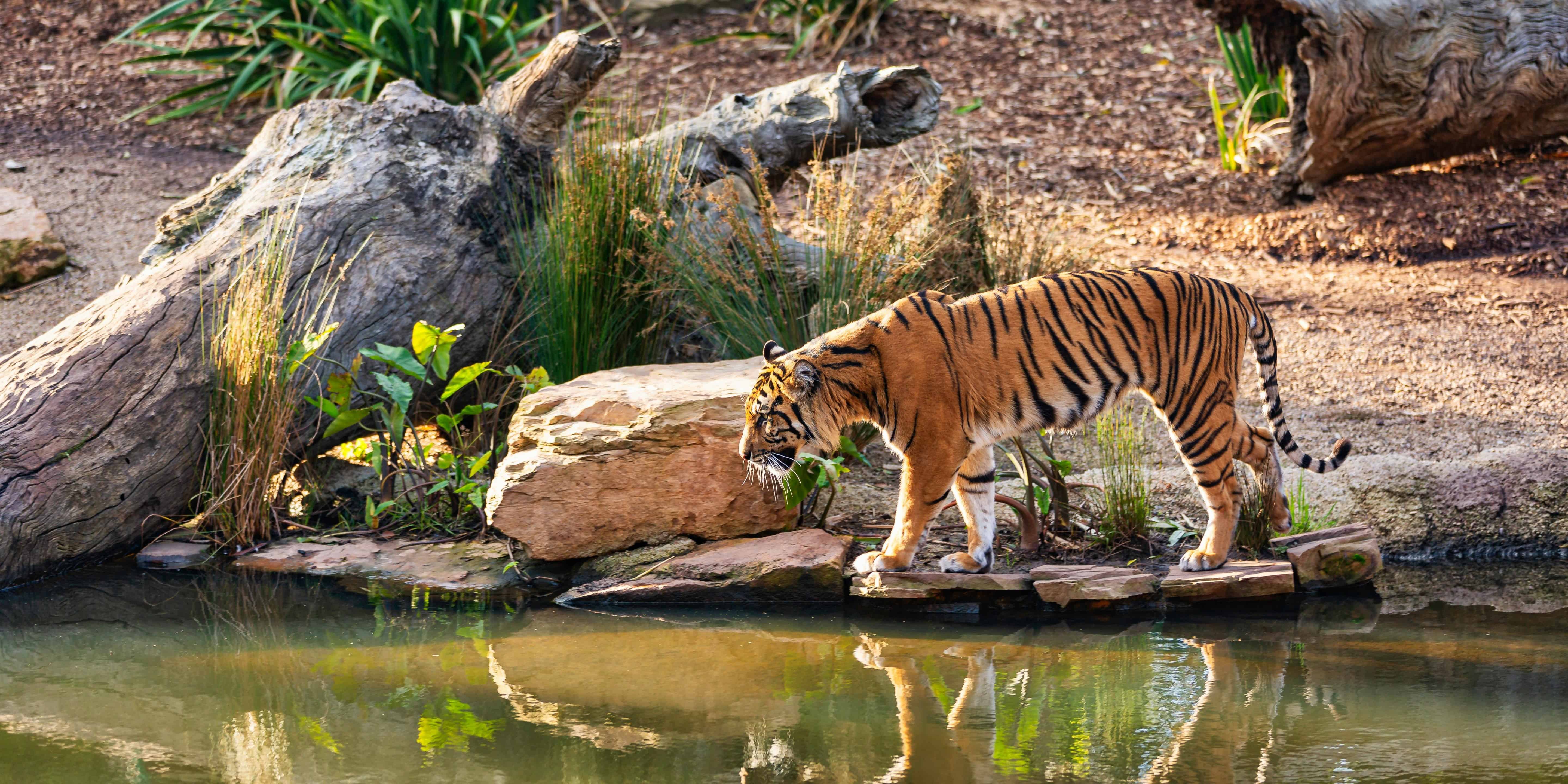 Tigre acercándose al agua