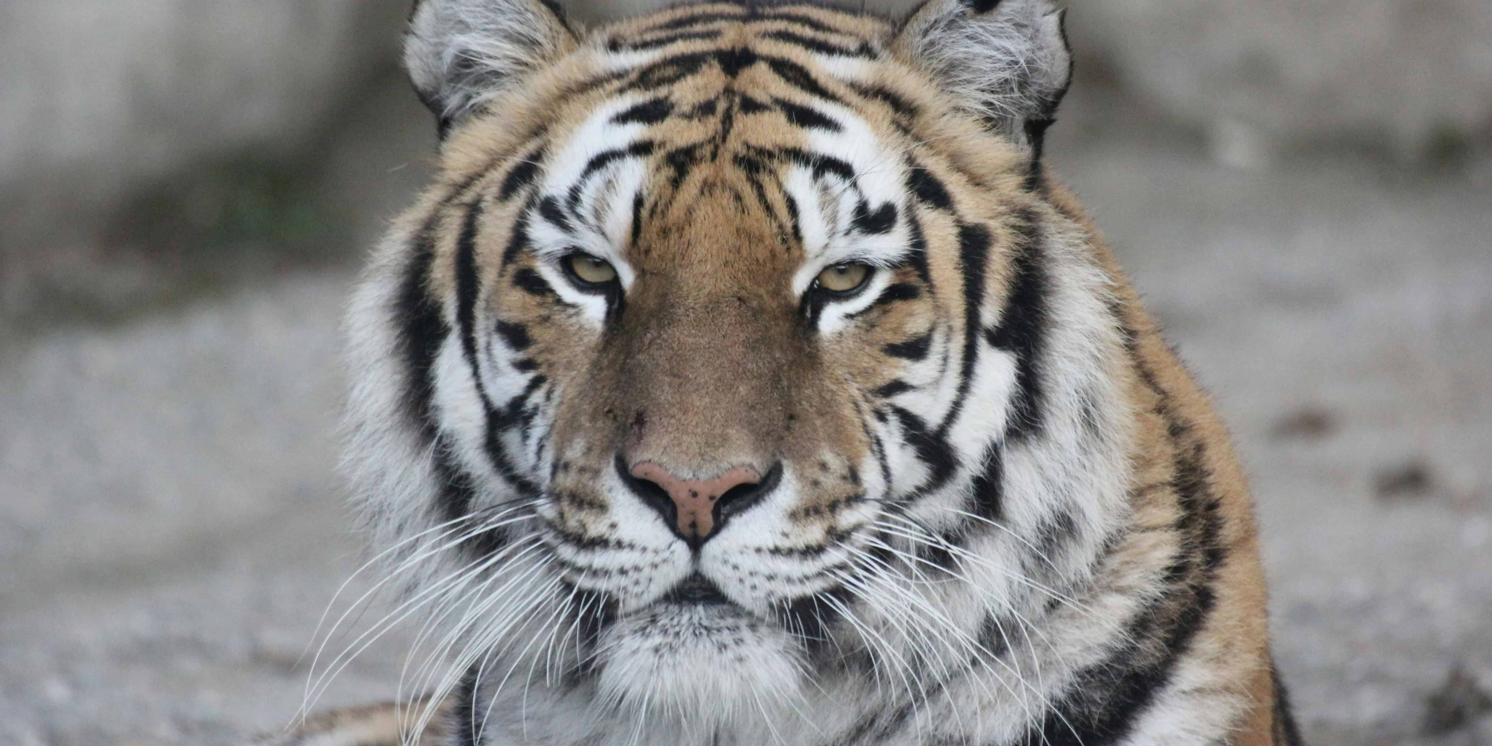 Tigre