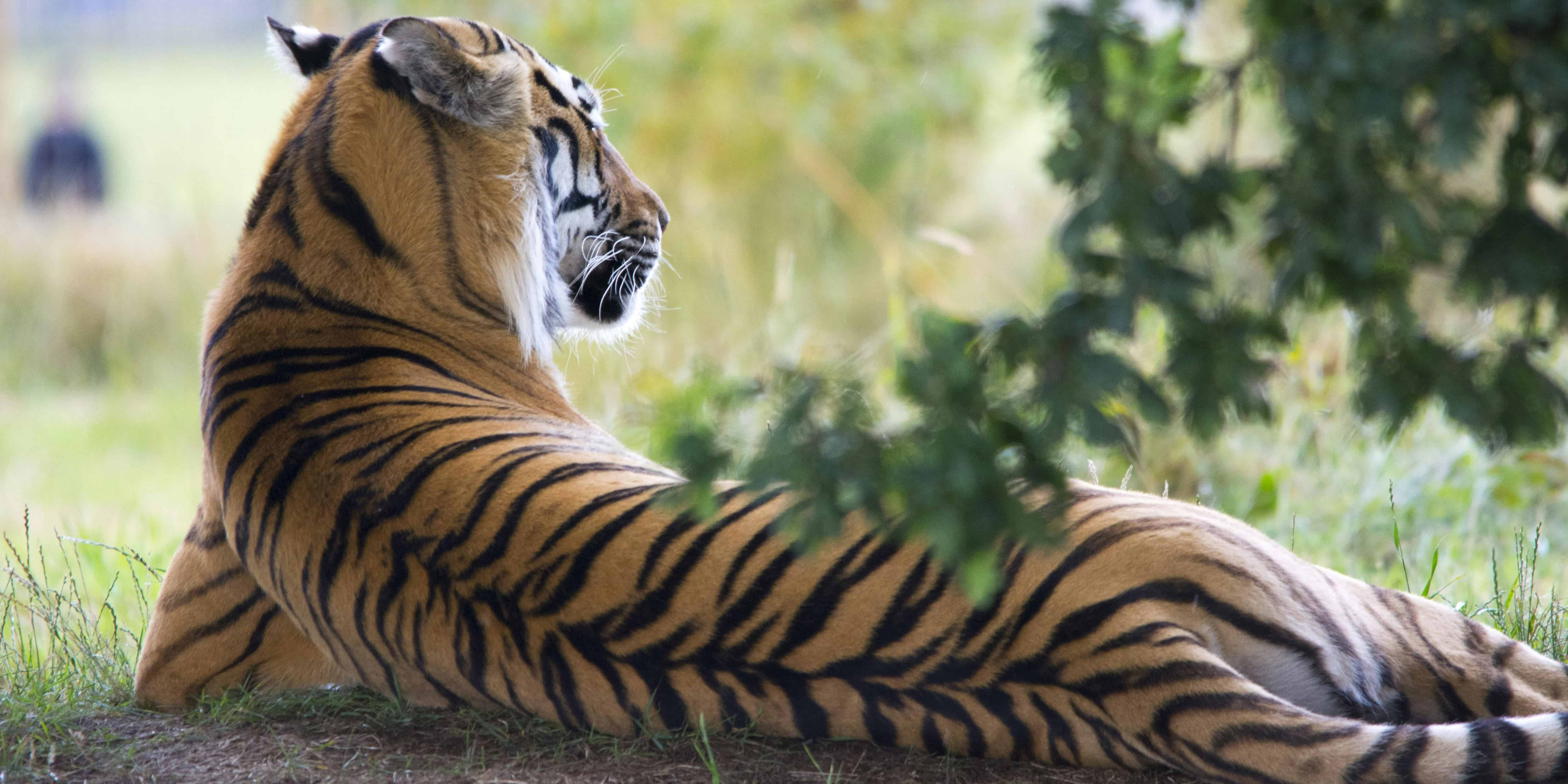 Tigre