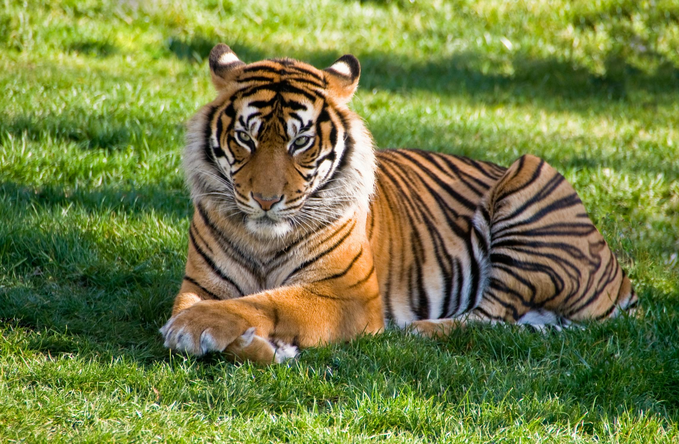 Tigre